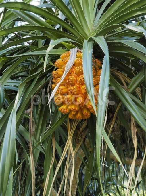 アダンの実（沖縄県うるま市）