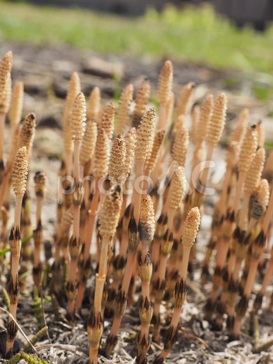 つくし（北海道余市町）