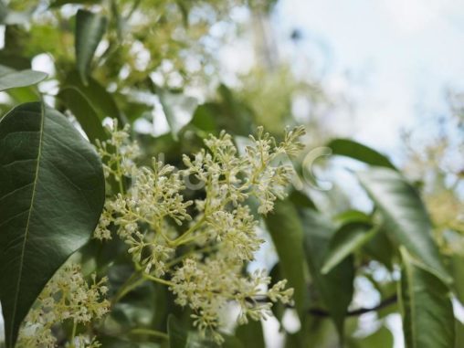 トウネズミモチ（沖縄県那覇市）