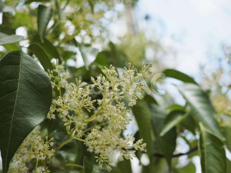 トウネズミモチ（沖縄県那覇市）