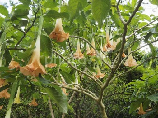 キダチチョウセンアサガオ（沖縄県那覇市）