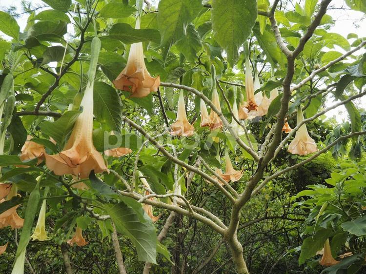 キダチチョウセンアサガオ（沖縄県那覇市）