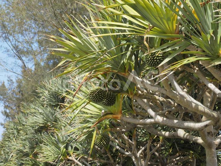 アダンの防風林（沖縄県宜野座村）