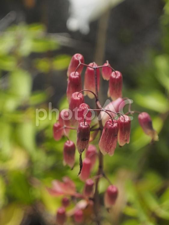 セイロンベンケイ（沖縄県那覇市）