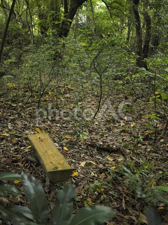 森のベンチ、末吉公園（沖縄県那覇市）