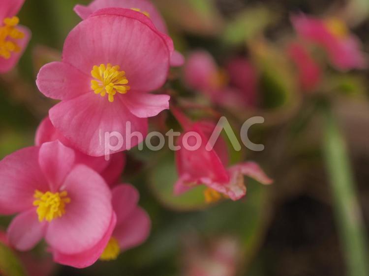 花壇に咲いたベゴニア（沖縄県浦添市）
