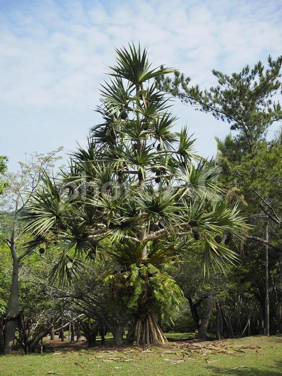 三角のアダンの木（沖縄県那覇市）