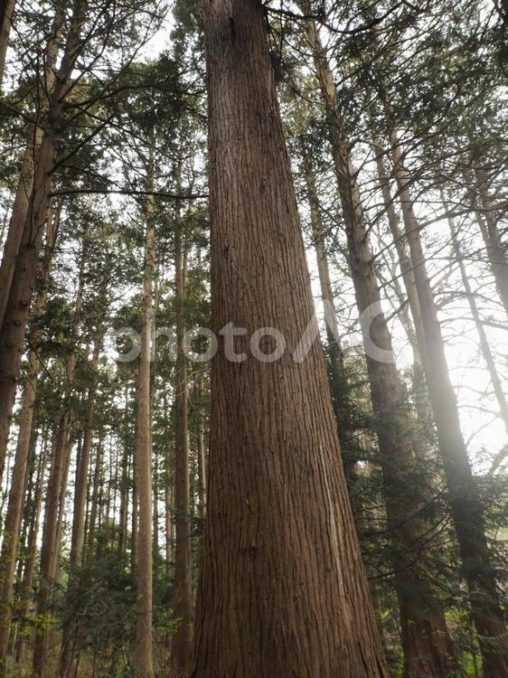 ヒノキアスナロの幹（北海道札幌市）