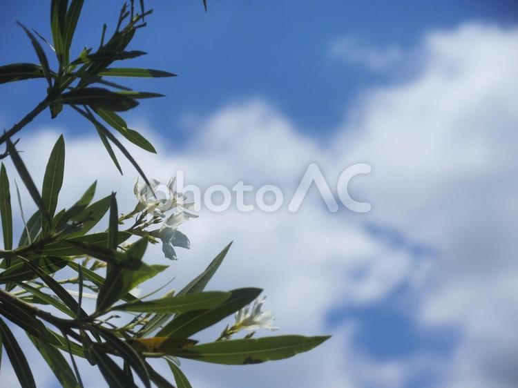 白いキョウチクトウ（沖縄県今帰仁）