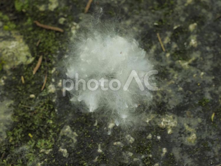 トックリキワタの種綿（沖縄県那覇市）