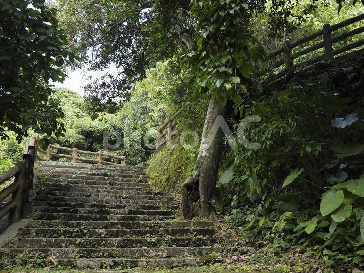 末吉公園の林道、階段（沖縄県那覇市）