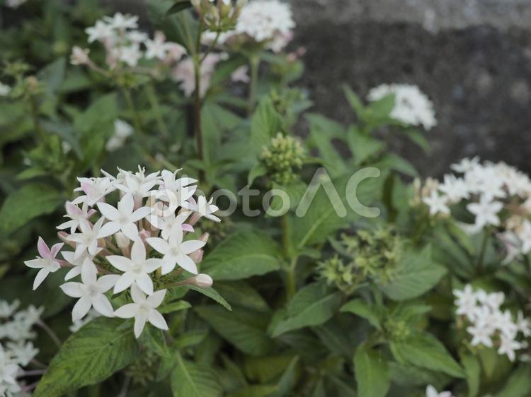 クササンタンカ、ペンタス（沖縄県那覇市）