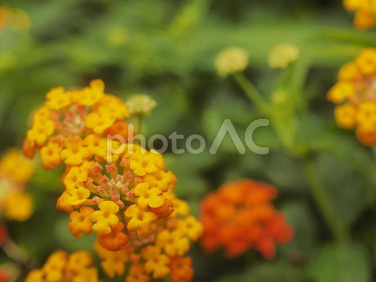 花壇に咲いたランタナ（沖縄県浦添市）
