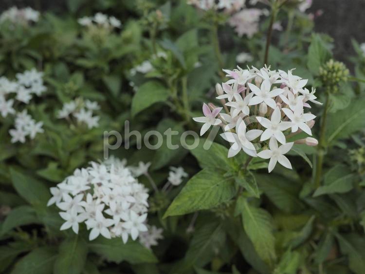クササンタンカ、ペンタス（沖縄県那覇市）