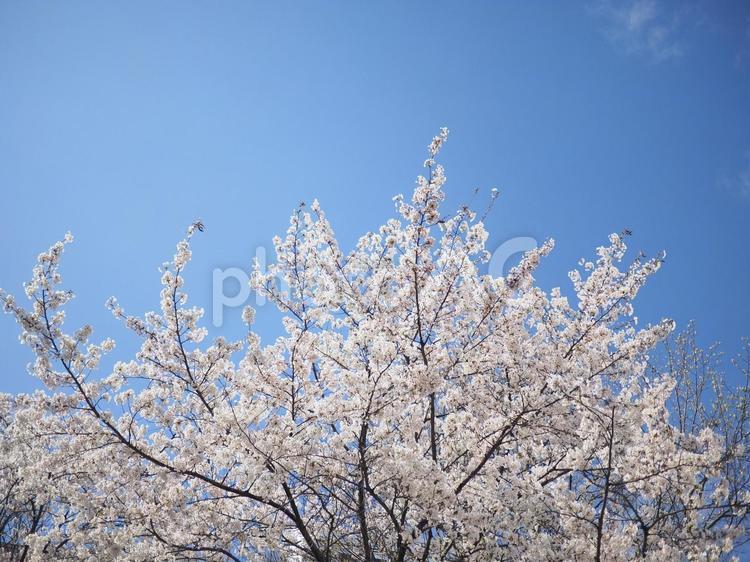 ソメイヨシノ（北海道札幌市、大通公園）