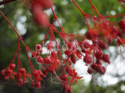 シマヒギリの花（沖縄県那覇市）