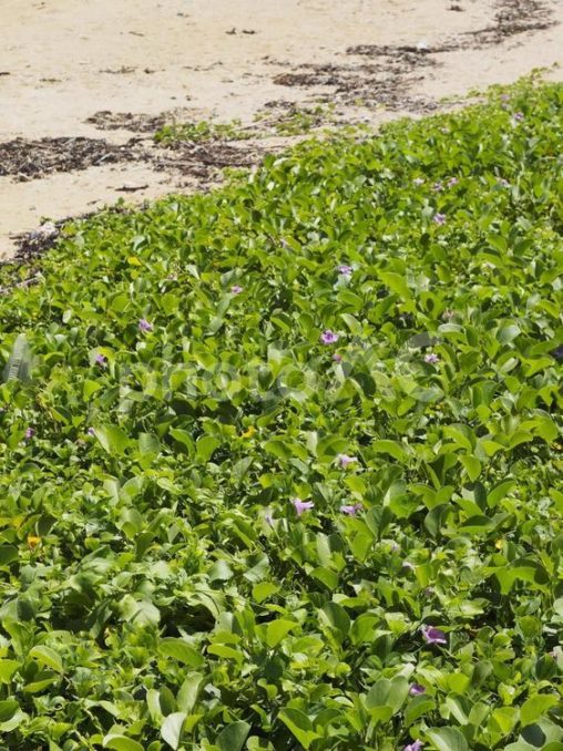 ヒルガオのしげみ（惣慶メーヌ浜、沖縄県）