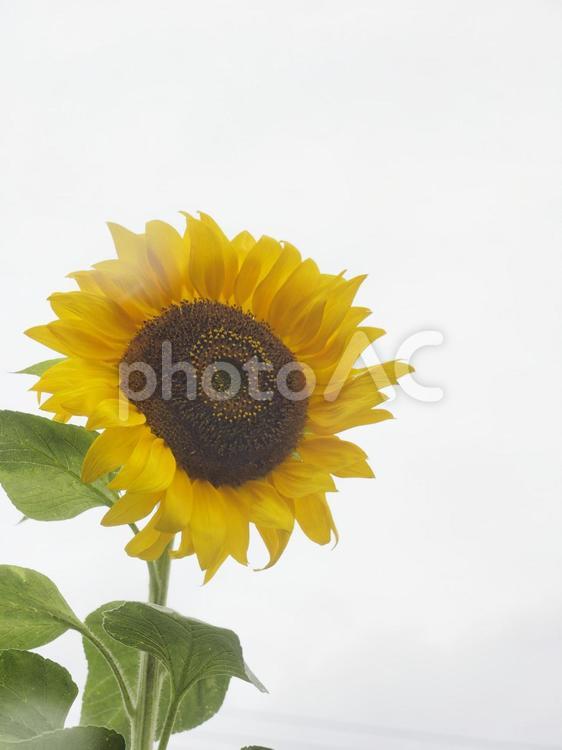 曇り空とひまわり（沖縄県浦添市）