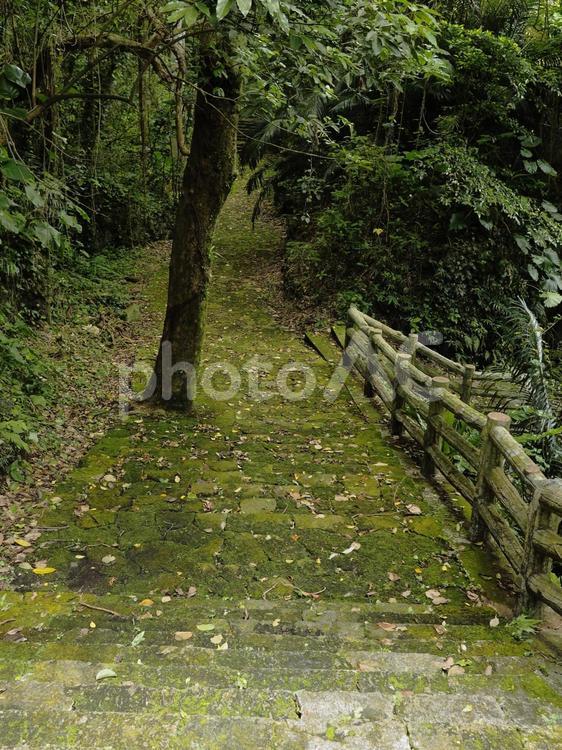 末吉公園の林道（沖縄県那覇市）