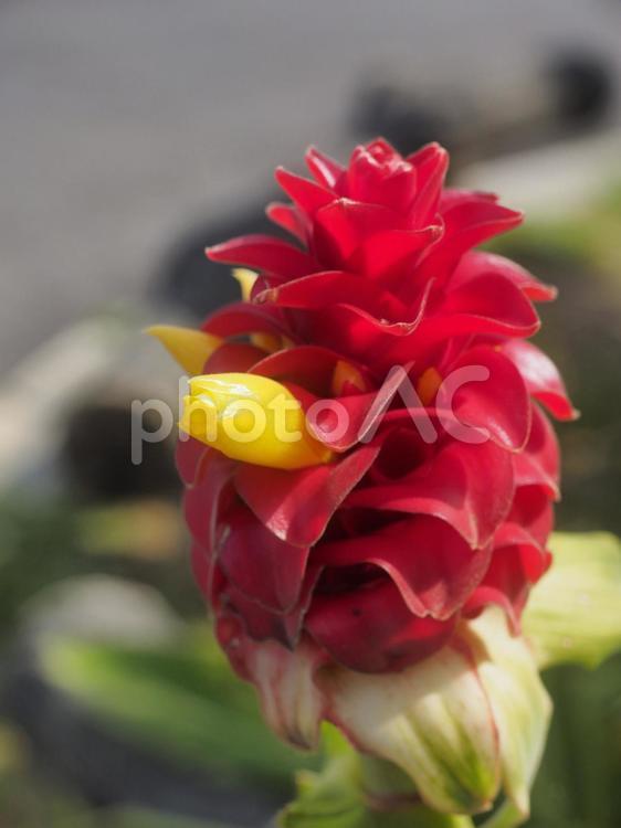 スパイラル・ジンジャー（沖縄県那覇市）