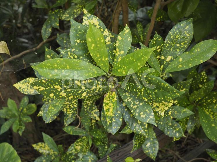 クロトン（沖縄県那覇市）