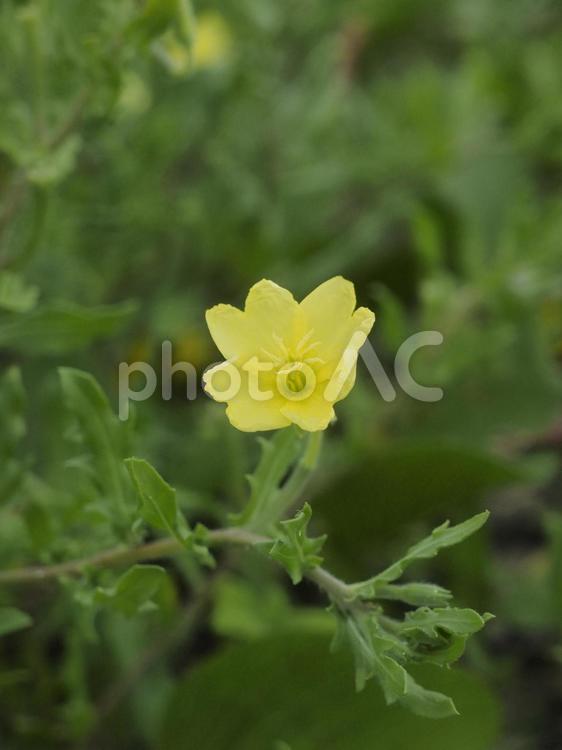 コマツヨイグサ（沖縄県金武町）