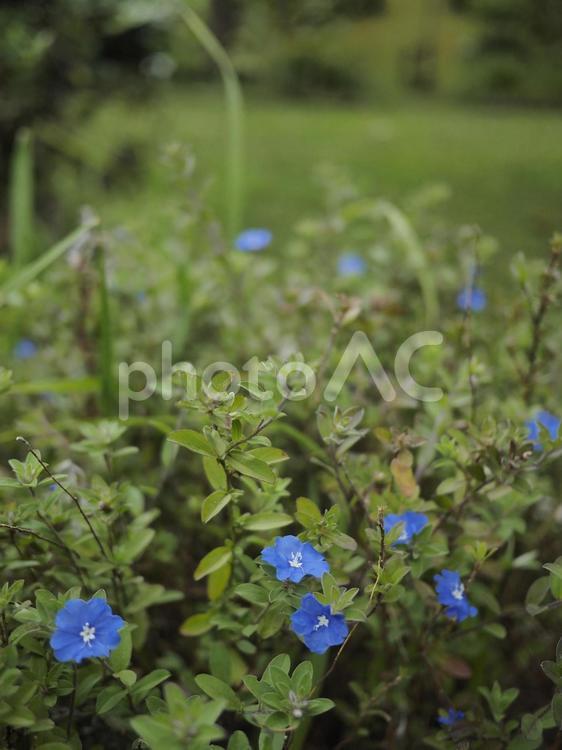 アメリカンブルー（沖縄県那覇市）