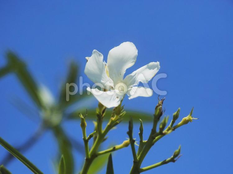 青空と白いキョウチクトウ（沖縄県今帰仁）