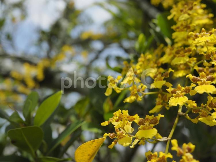 ミルトニジウム（沖縄県那覇市）