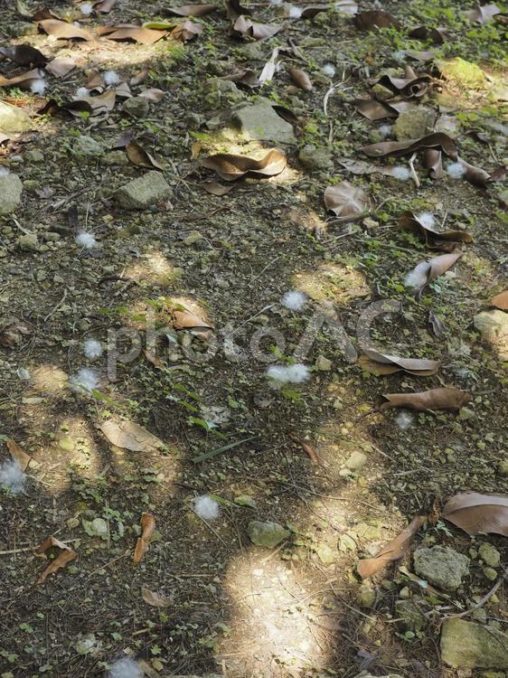 落下したトックリキワタ種綿たち（沖縄県）