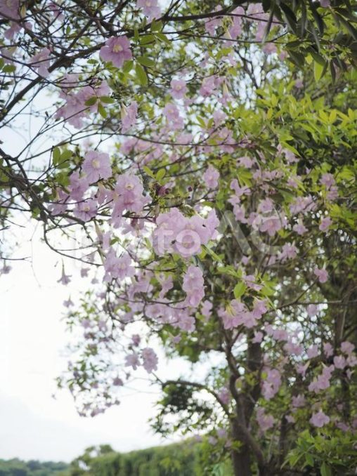 モモイロノウゼンの花（沖縄県那覇市）