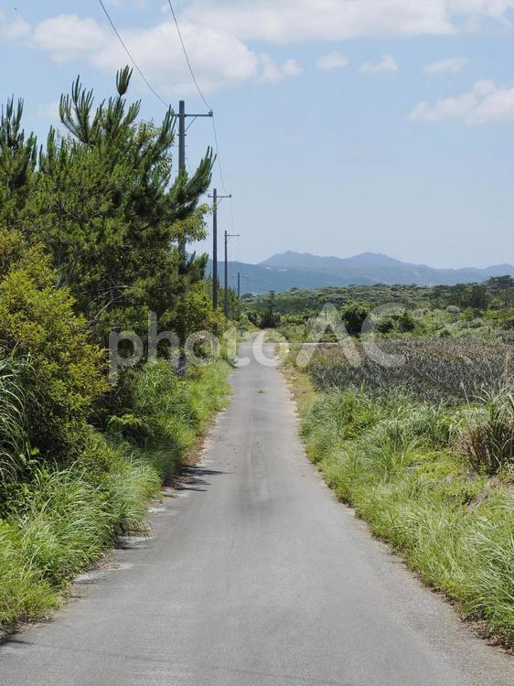 夏、農村の道（沖縄県今帰仁村）