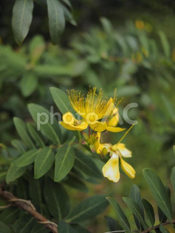 オトギリソウ（沖縄県那覇市）
