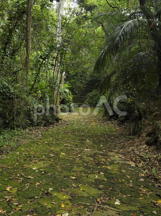 末吉公園の林道（沖縄県那覇市）