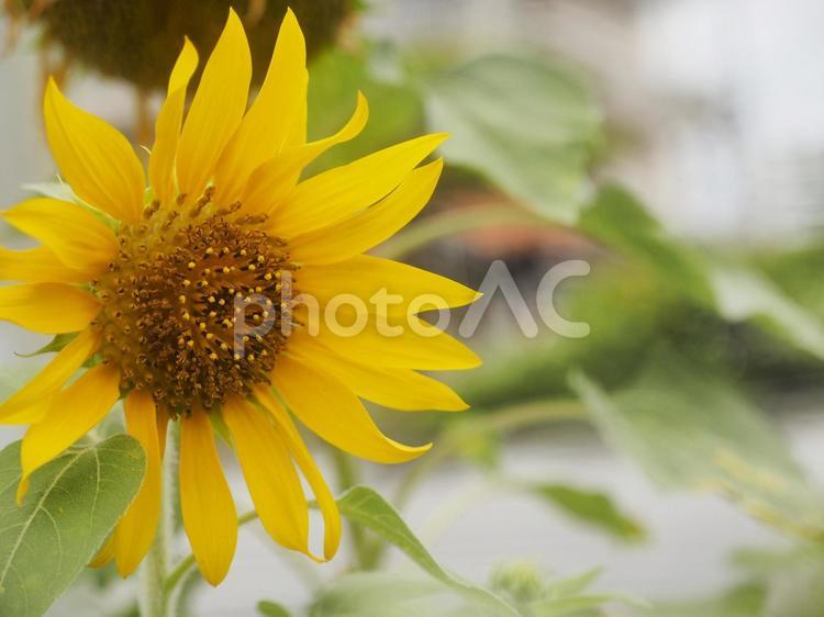 小さなひまわり（沖縄県浦添市）