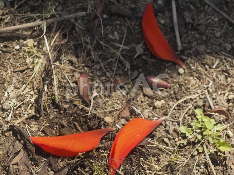 デイゴの花びら（沖縄県那覇市）