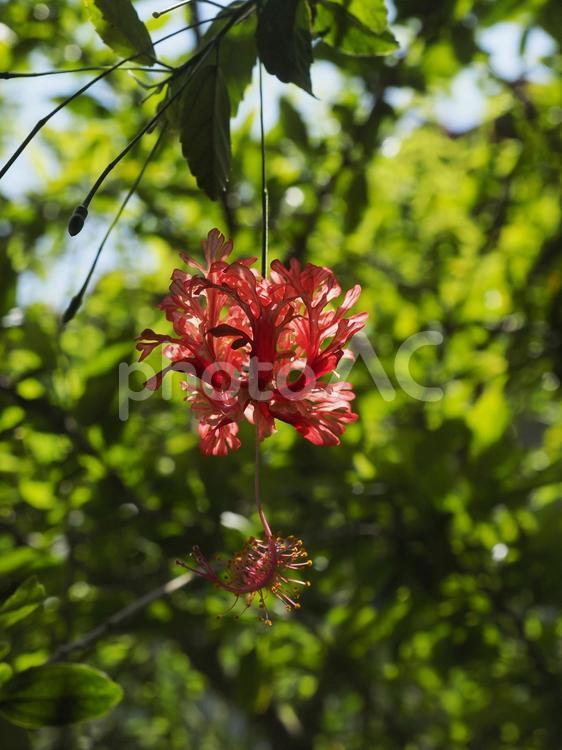 フウリンブッソウゲ（沖縄県那覇市）