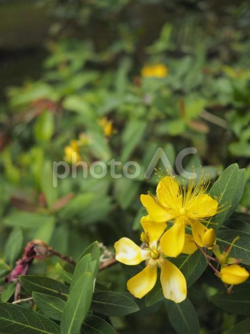 オトギリソウ（沖縄県那覇市）
