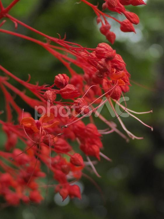 シマヒギリの花（沖縄県那覇市）
