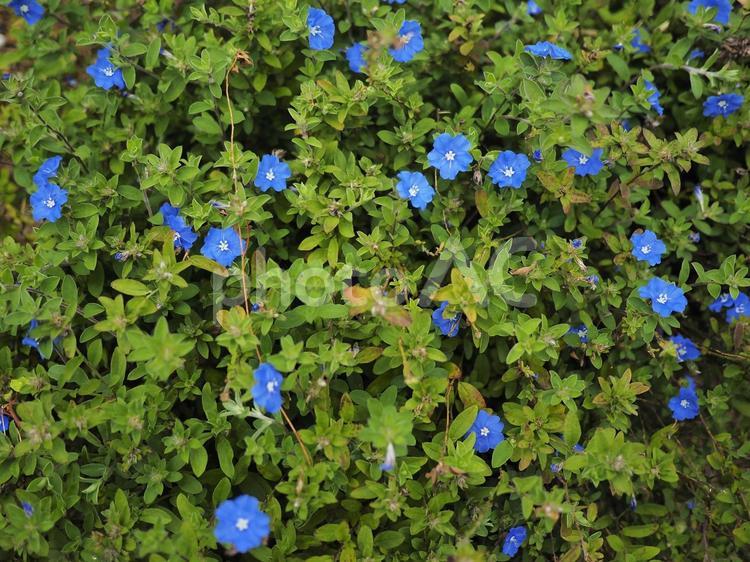 アメリカンブルー（沖縄県那覇市）