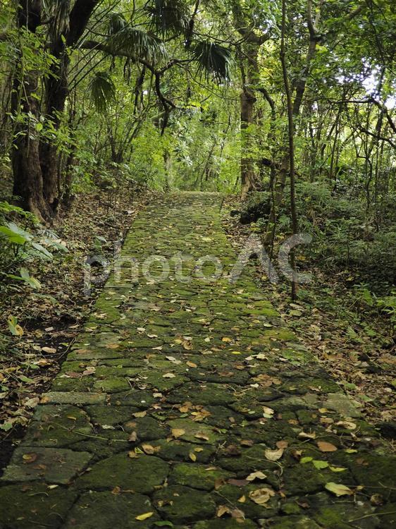 末吉公園の林道（沖縄県那覇市）