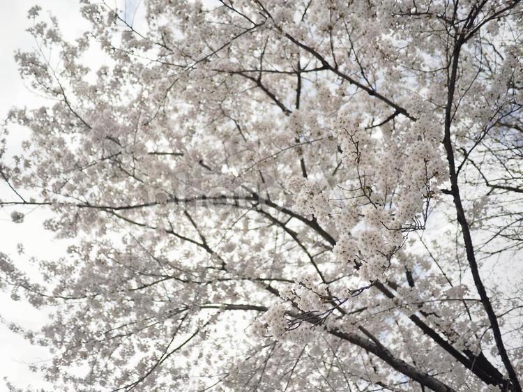 ソメイヨシノ（北海道札幌市、大通公園）