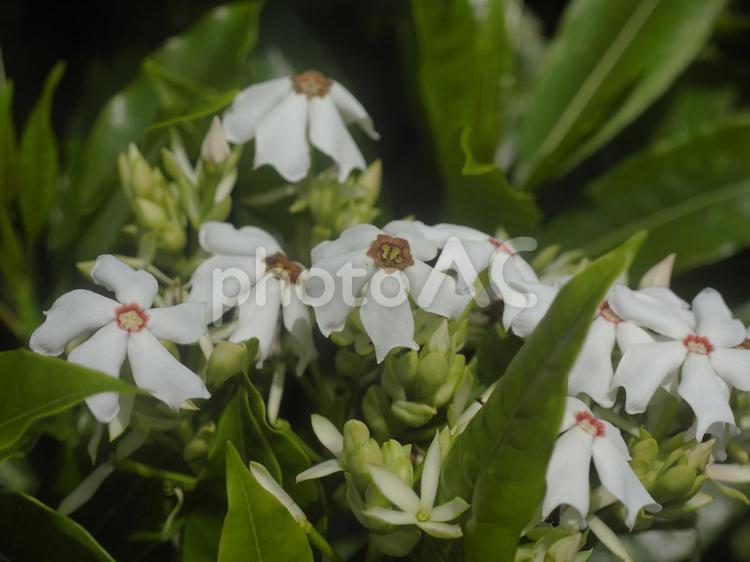 オキナワキョウチクトウ、ミフクラギの花