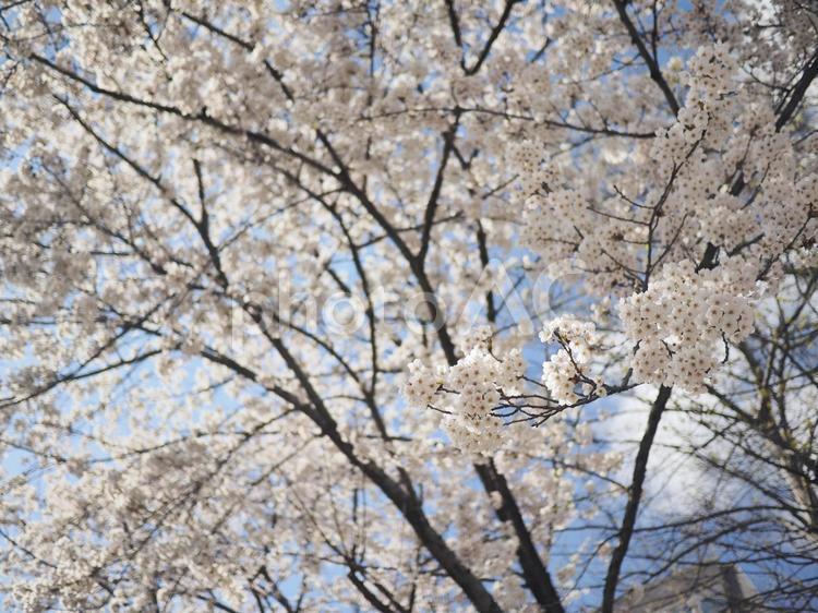 ソメイヨシノ（北海道札幌市、大通公園）