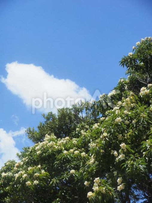 イジュの花（沖縄県名護市）