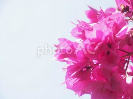 ブーゲンビリア（沖縄県那覇市）