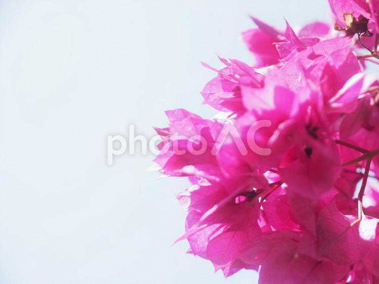 ブーゲンビリア（沖縄県那覇市）