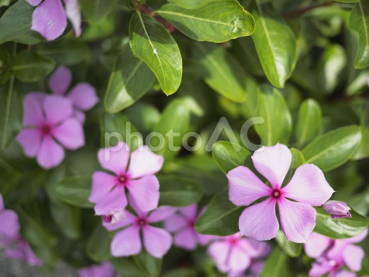 ピンクのニチニチソウ（沖縄県那覇市）