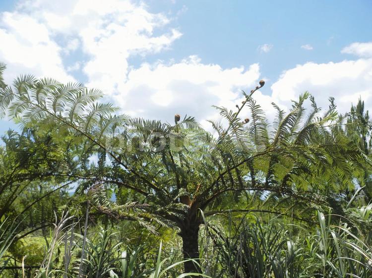 ヒカゲヘゴ（沖縄県名護市）