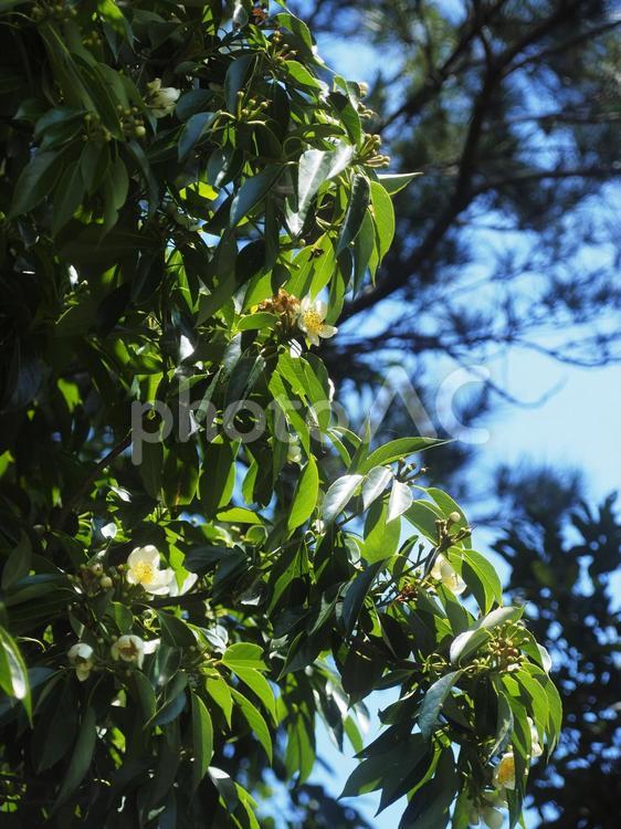 イジュの花（沖縄県名護市）